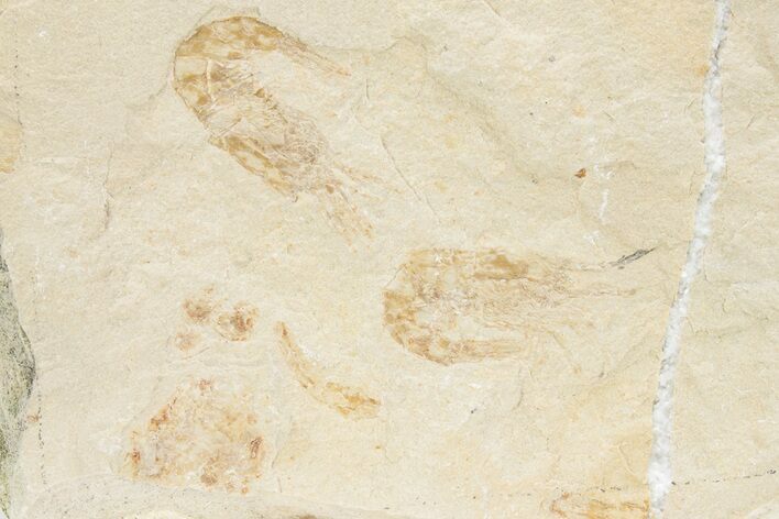 Two Cretaceous Fossil Shrimp - Lebanon #236054